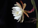 Epiphyllum crenatum subsp,Cereus crenatus
